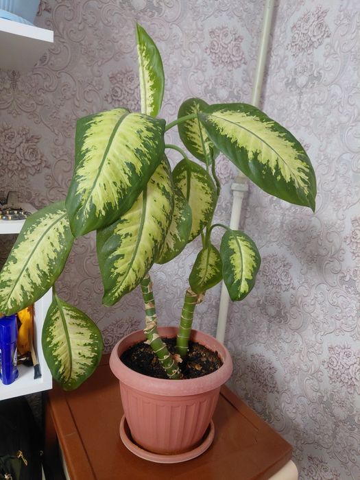Домашнее растения