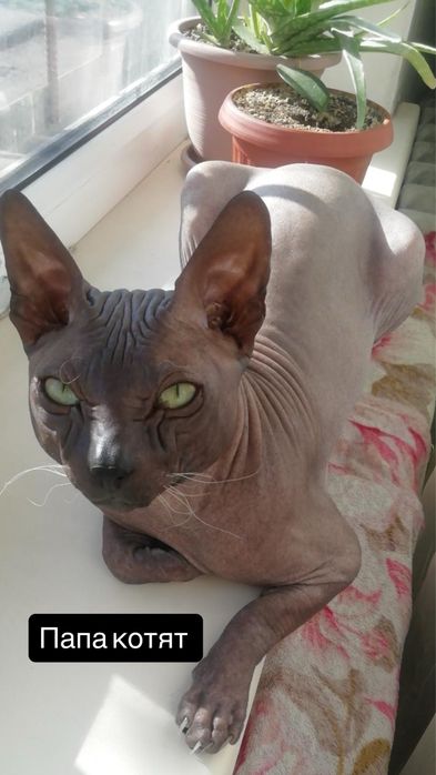Котята донского сфинкса