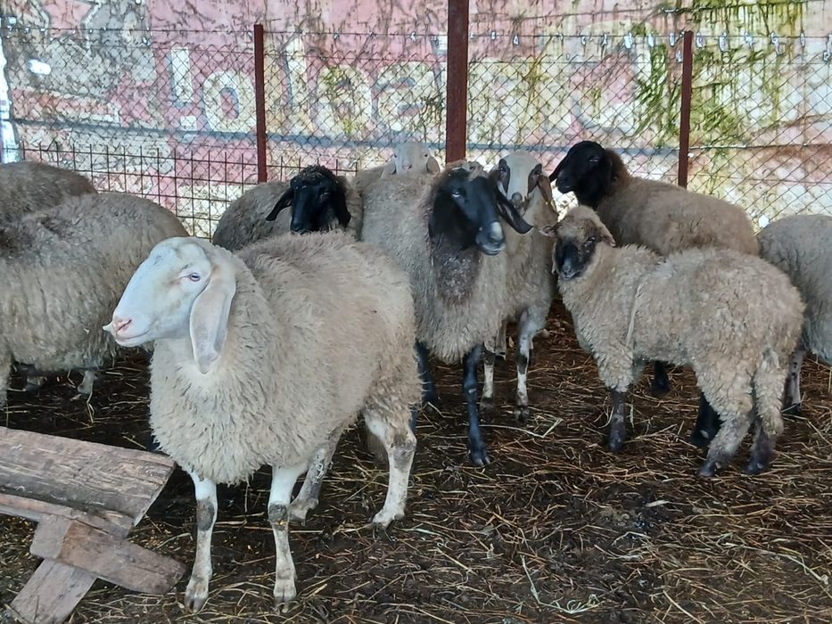 Oi de vanzare 13 femele si 3 masculi
