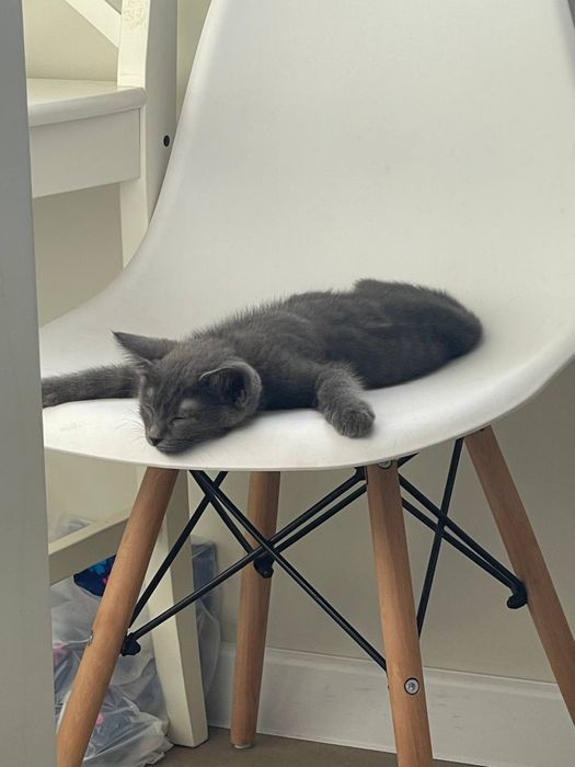 Милый котенок ищет дом