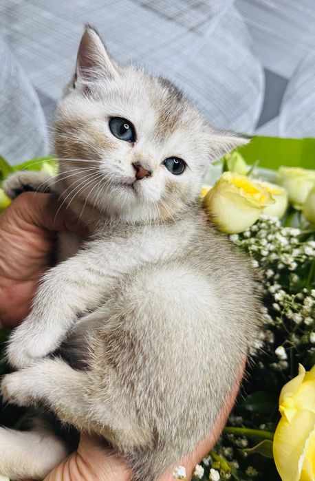 шиншиллы девочки