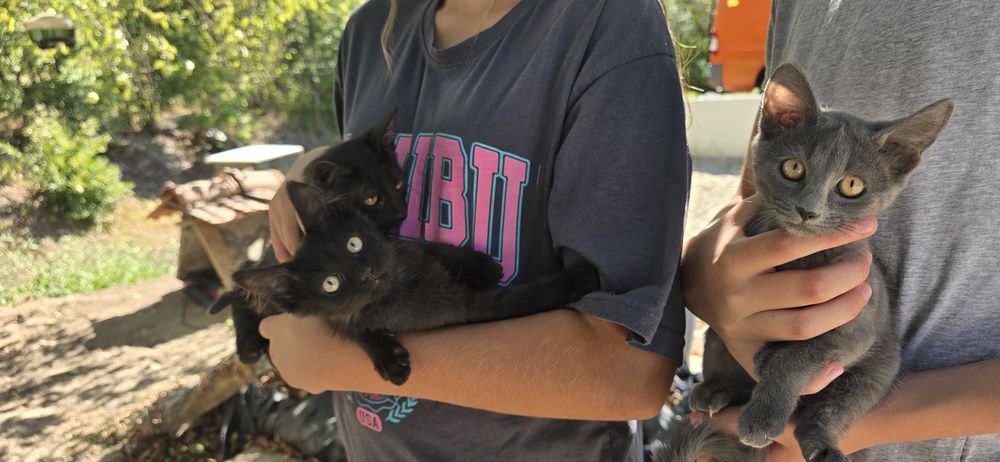 Pui de pisica spre adopție,