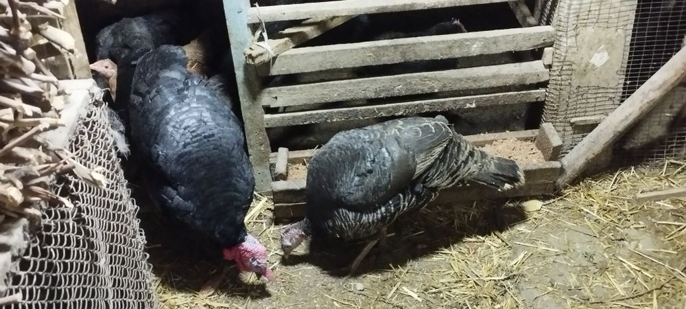 Indyuk furo'shba sotiladi