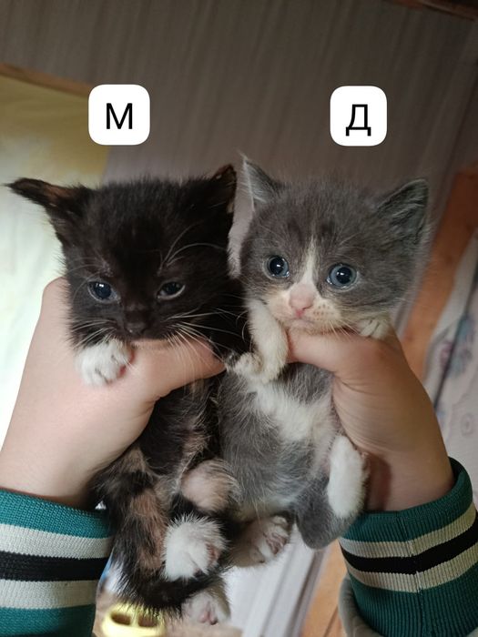 Отдадим бесплатно