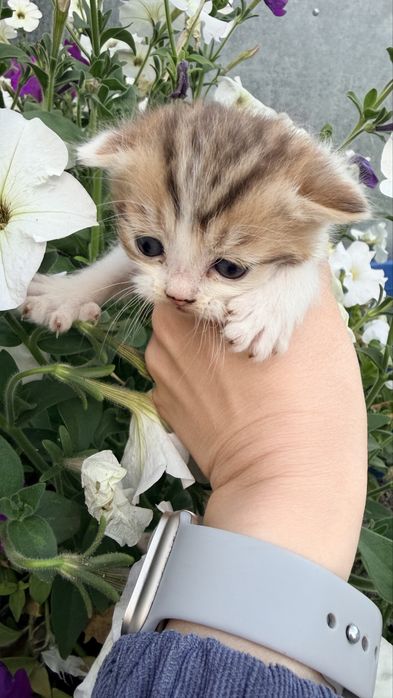 Отдам в добрые руки котят.