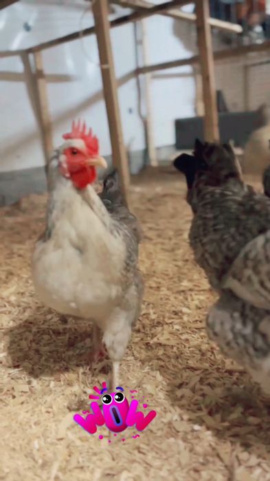 Инкубационные яйцо кур