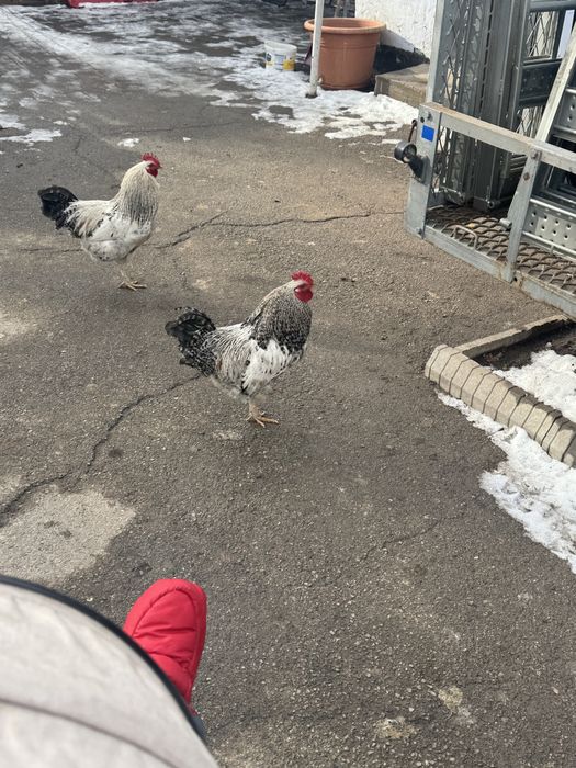 Продам  молодых петухов