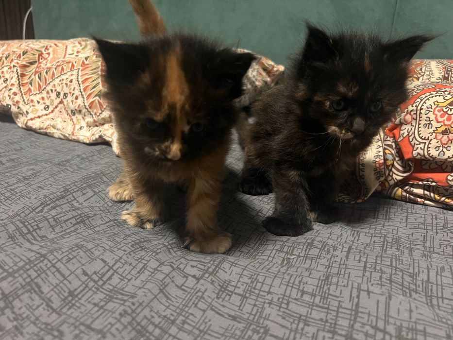 Котенок Мейн кун