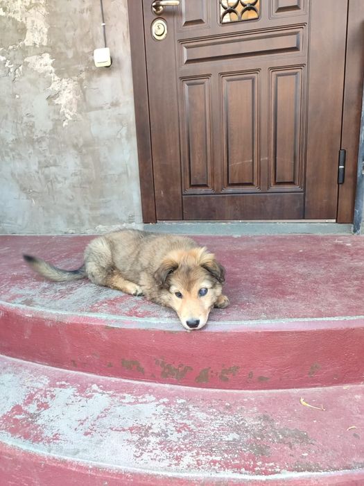 Пропала собака, вознаграждение