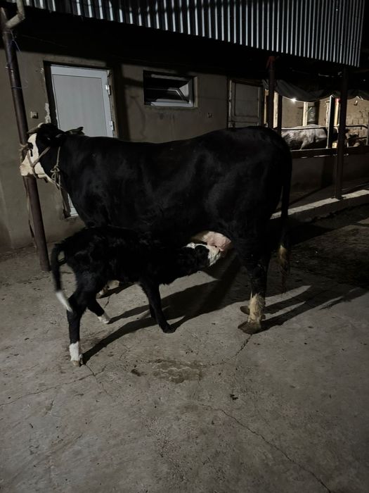 Осы сиыр сатылады