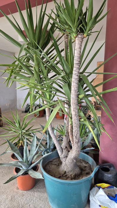 Vând plantă Yucca, înălțime 2m