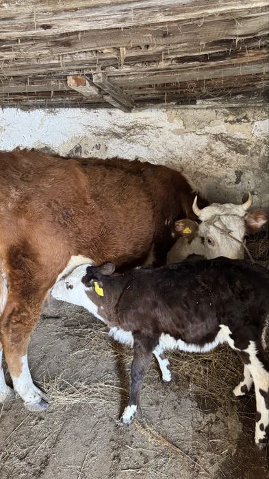 Бұзаулы жас сиырлар сатылады