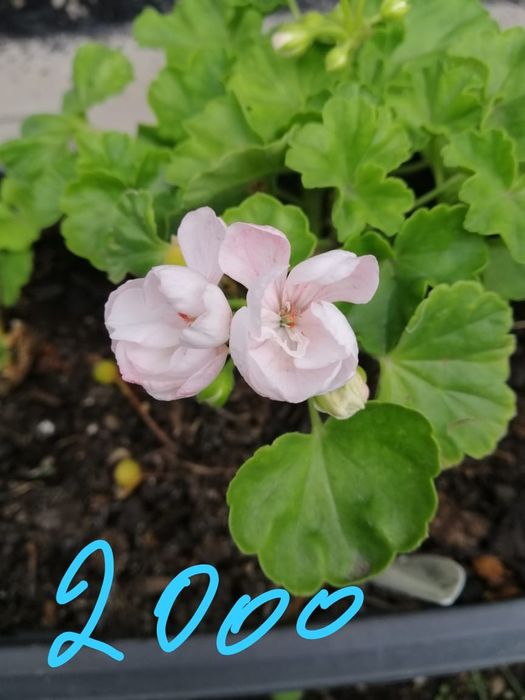 Продаю сортовые пеларгонии, герани