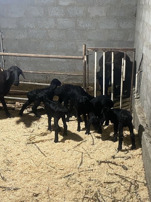 Она бола куйлар сотилади