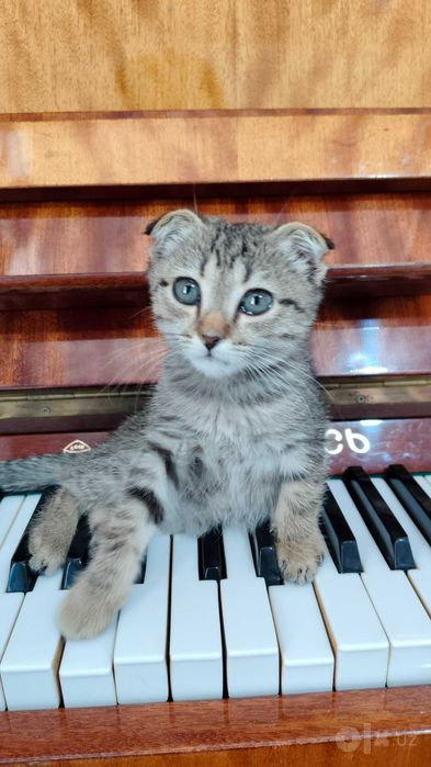 котенок, мальчик, Шотландская вислоухая