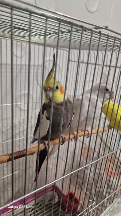 папагал  корела.