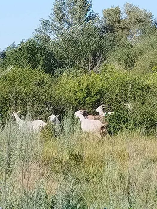 Продаются дойные козы и козлята. На выбор.