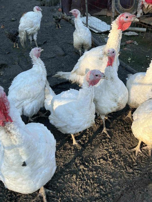 Vând curcani crescuți la curte