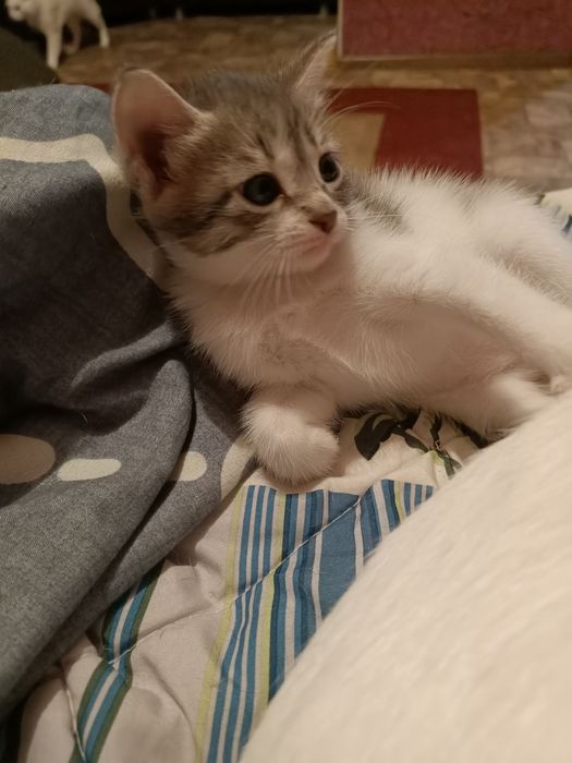 Добрые руки котенек