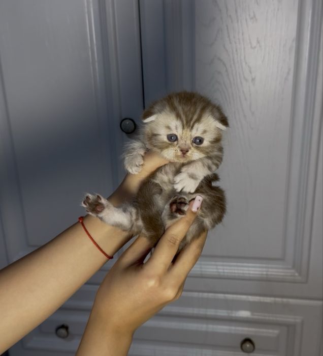 Шотландский вислоухий