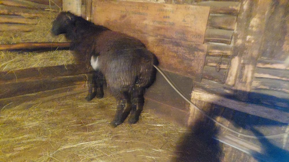 Продам   кошкара