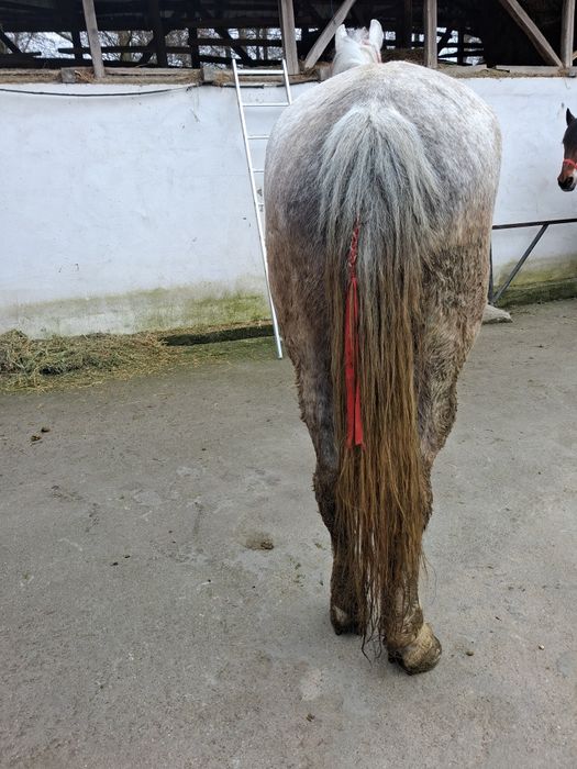 Vând cal castrat bună de munca  garantat   bună de munca 6 ani la gura