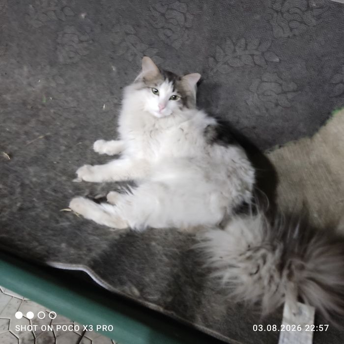 Отдам в добрые руки ,
