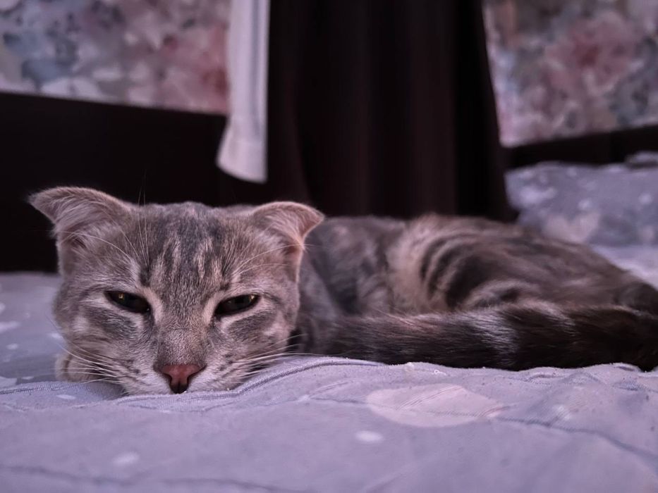 отдаю кошку в добрые руки