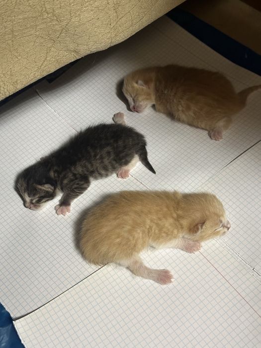 Отдам котят в хорошие руки. Дата рождения 26 февраля