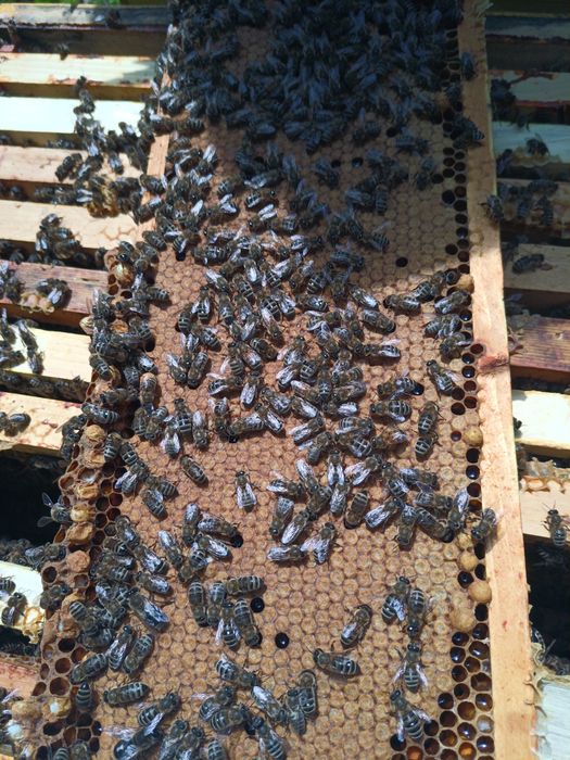 Vând familii de albine in stupi MER