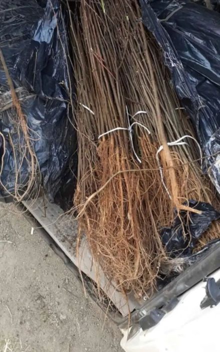 Vând puieți tratați cu prinde sută la sută