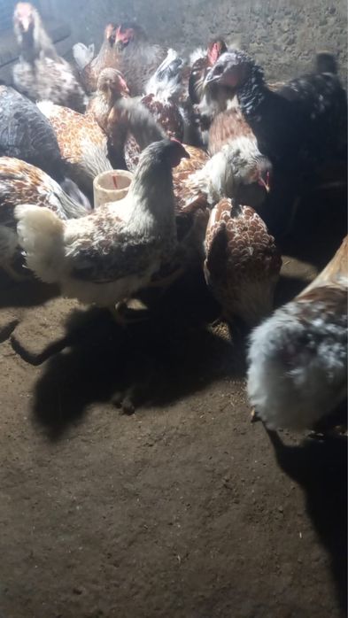 Виандот белое золото