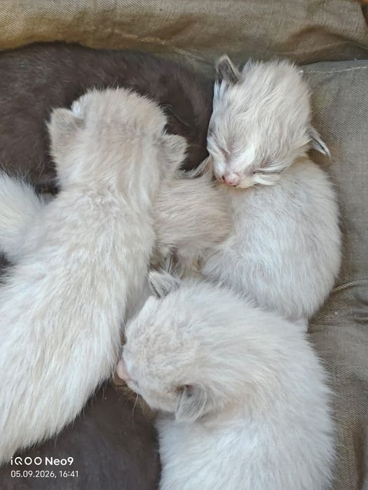 Отдам котят в добрые руки