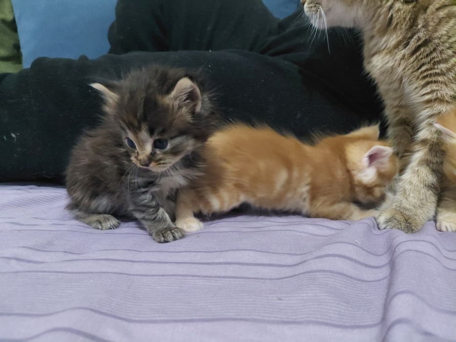 пол мейн-кун отец персидская кошка