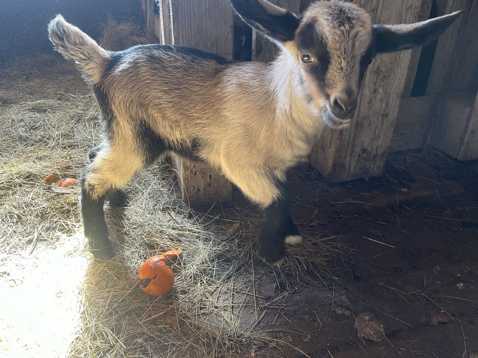 Продам козленкаа