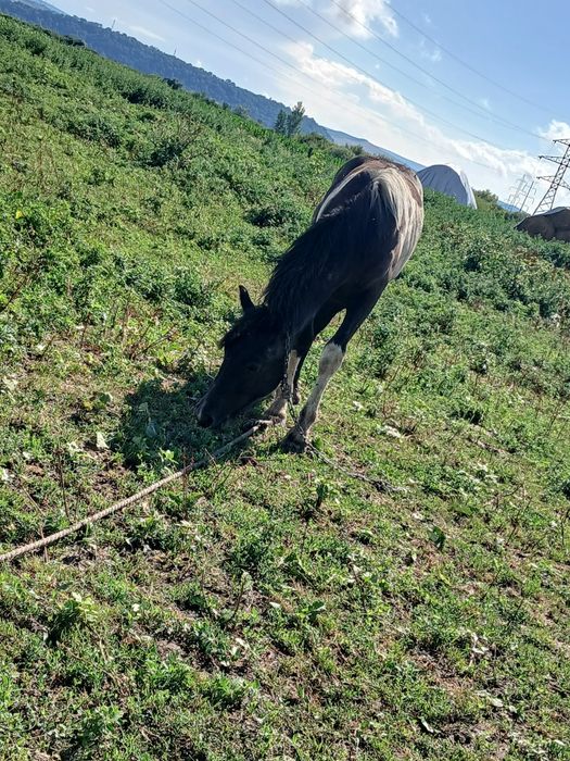 Ponei de vânzare de 2 ani