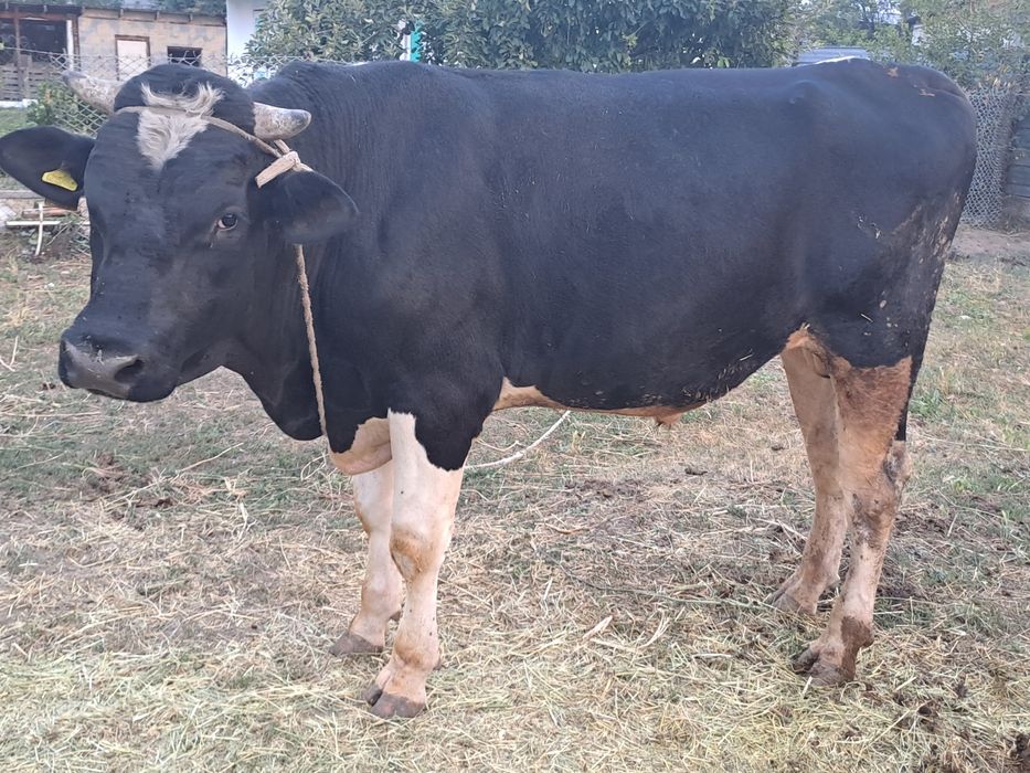 Продам. Бык производитель
