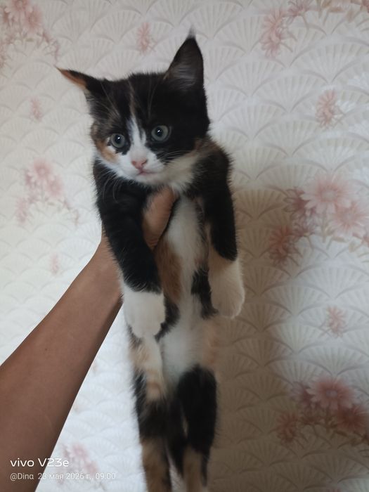 Котятки для любви домашние свои
