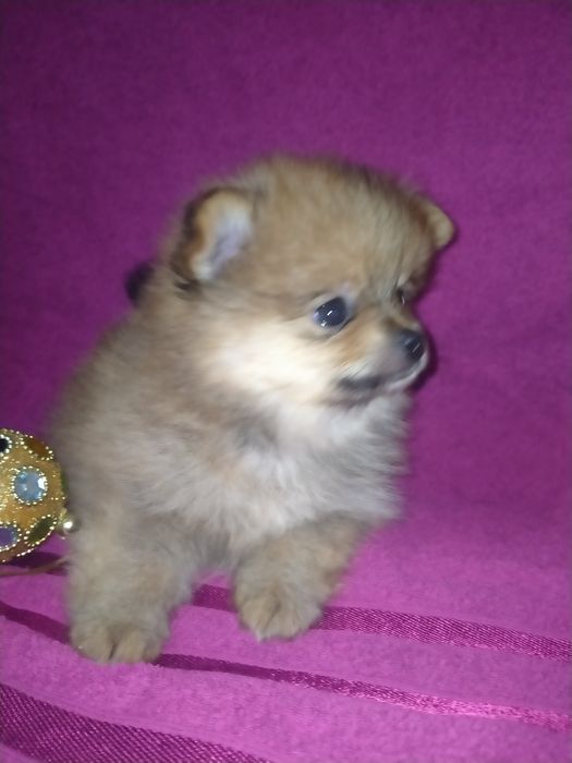 Померанский шпиц