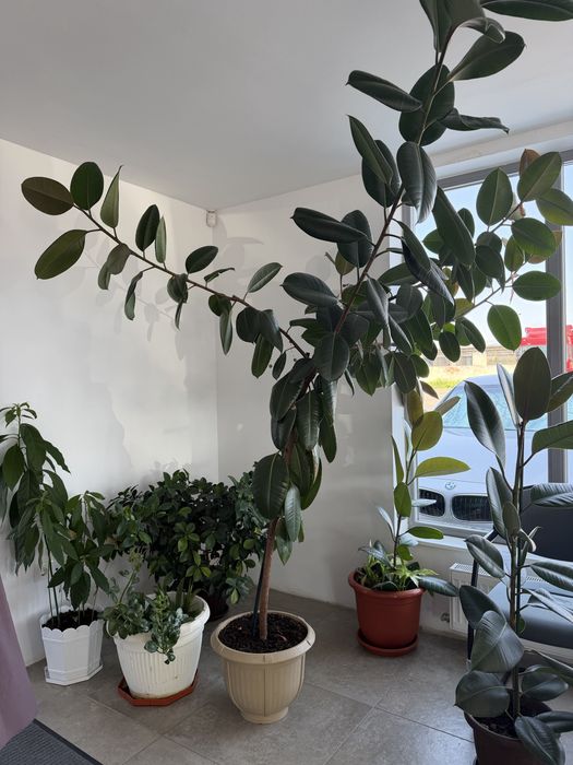 Ficus elastica planta matura