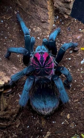 Tarantula Xenethis sp Bright