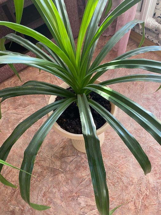 Продам винтовую пальму (Панданус)