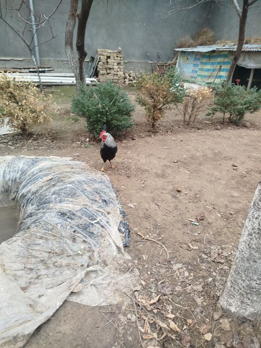 Домашний хурозлар сотилади