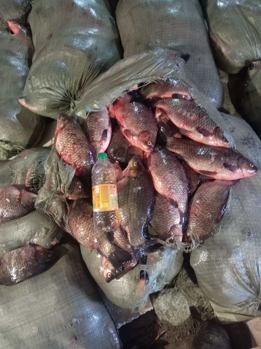 Рыба карась свежий