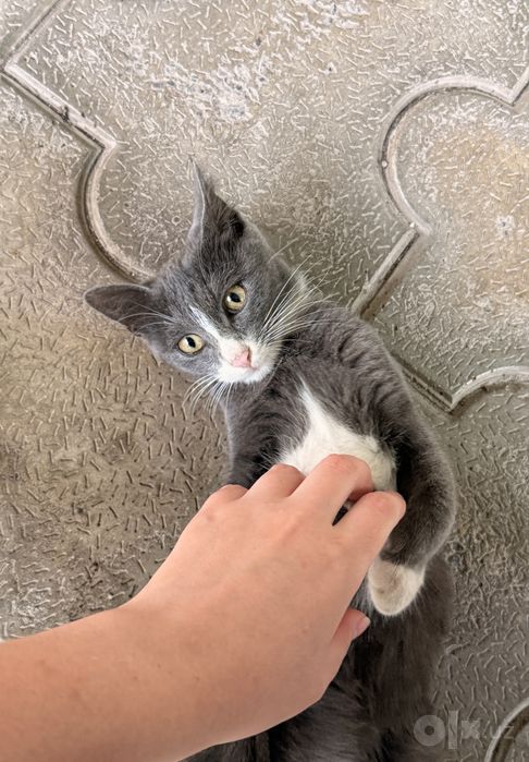 В добрые руки котенок