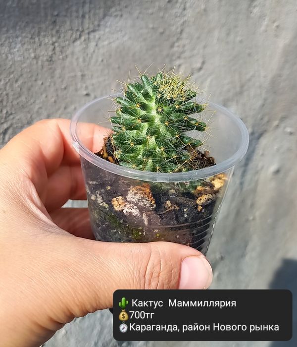 Комнатные цветы  для уюта в доме