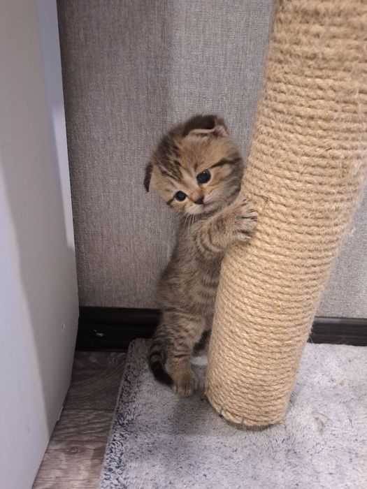 Животные кошки .