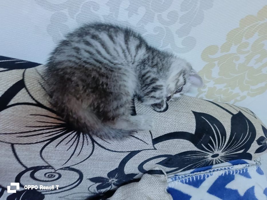 Срочно продам котёнка