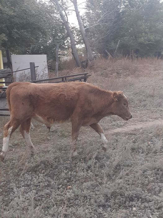 Продам бычка пять месяцев