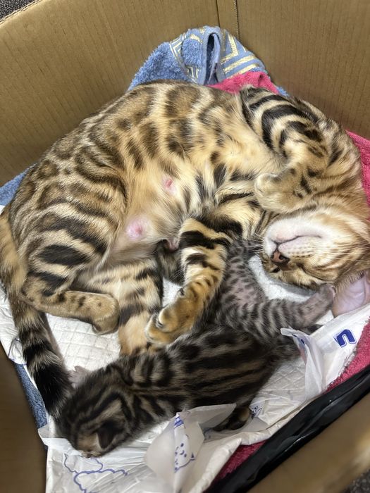 Бенгальские котята!